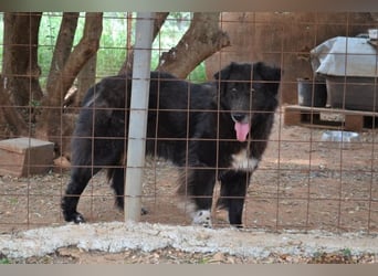Mania - flauschig, schwarz und einfach klasse!