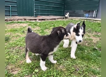 Athena - verspielt, fröhlich und liebenswert