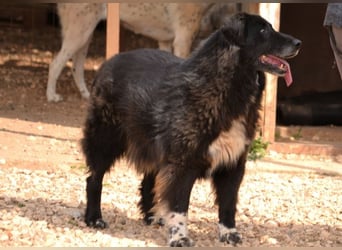 Mania - flauschig, schwarz und einfach klasse!