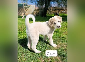 Bruno - kleine Grinsebacke