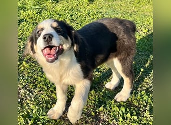 Athena - verspielt, fröhlich und liebenswert