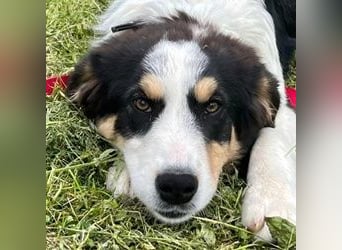 Athena - Traumhundpotential