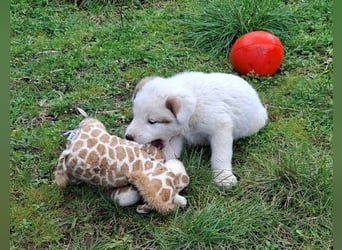 Billy - sanfter Bub auf der Suche nach dem Glück