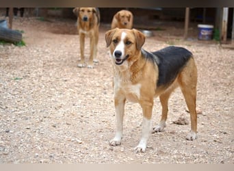 Rica - vertraut, gewartet, üblebt - jetzt fehlt nur noch eine Familie