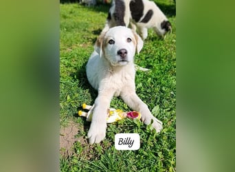 Billy - sanfter Bub auf der Suche nach dem Glück