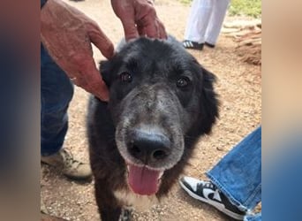 Mania - flauschig, schwarz und einfach klasse!