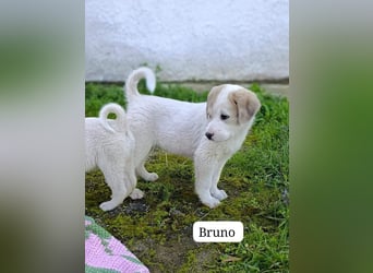 Bruno - kleine Grinsebacke