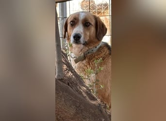 Rica - vertraut, gewartet, üblebt - jetzt fehlt nur noch eine Familie