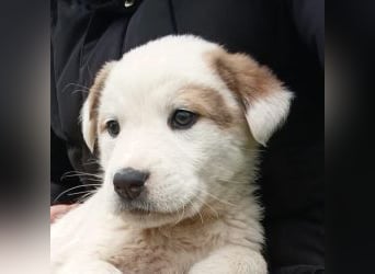 Billy - sanfter Bub auf der Suche nach dem Glück