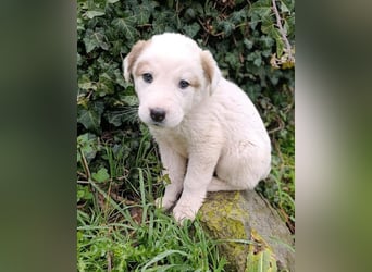 Billy - sanfter Bub auf der Suche nach dem Glück