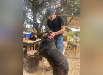 Mania - flauschig, schwarz und einfach klasse!