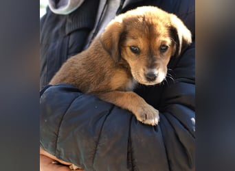 Lacta - von der Straße ins Glück?