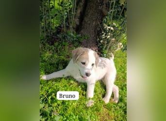 Bruno - kleine Grinsebacke
