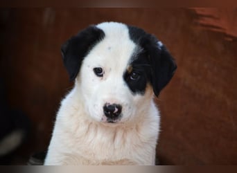 Spotty - wo ist mein neues Zuhause?