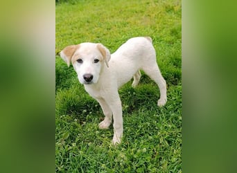 Billy - sanfter Bub auf der Suche nach dem Glück