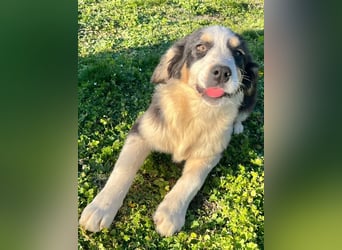 Athena - verspielt, fröhlich und liebenswert