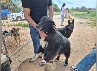 Mania - flauschig, schwarz und einfach klasse!