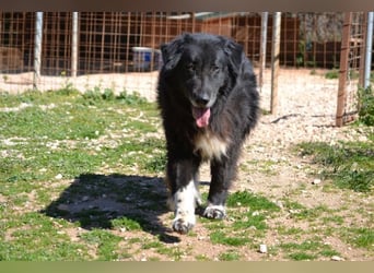 Mania - flauschig, schwarz und einfach klasse!