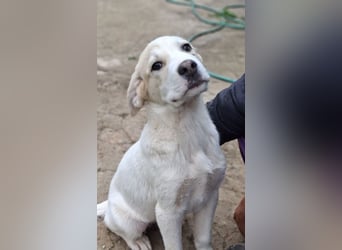 Bruno - kleine Grinsebacke