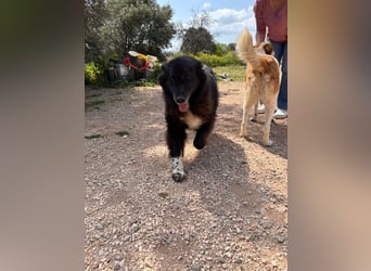 Mania - flauschig, schwarz und einfach klasse!