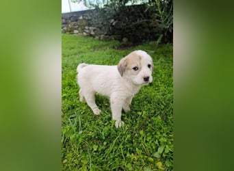 Bruno - kleine Grinsebacke