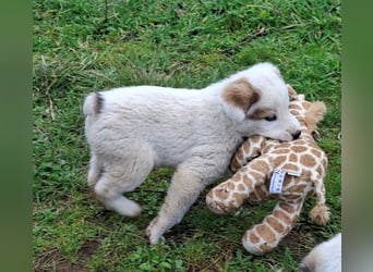Billy - sanfter Bub auf der Suche nach dem Glück