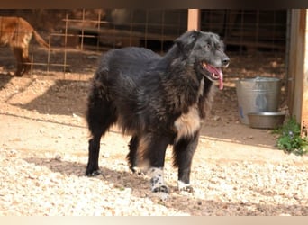 Mania - flauschig, schwarz und einfach klasse!