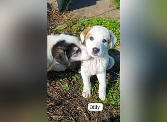 Billy - sanfter Bub auf der Suche nach dem Glück