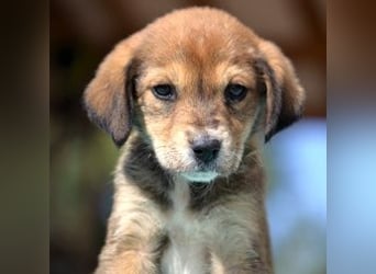 Lacta - von der Straße ins Glück?