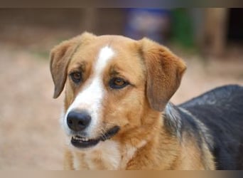 Rica - vertraut, gewartet, üblebt - jetzt fehlt nur noch eine Familie