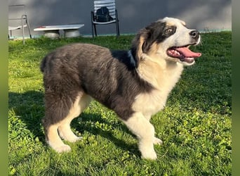 Athena - verspielt, fröhlich und liebenswert