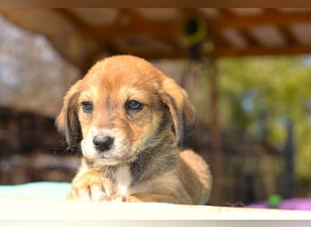 Lacta - von der Straße ins Glück?