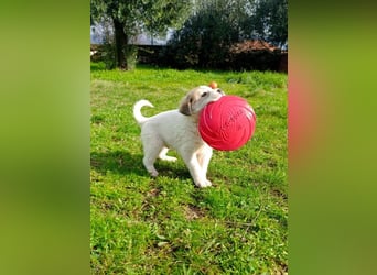 Bruno - kleine Grinsebacke