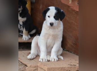 Spotty - wo ist mein neues Zuhause?