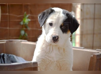 Spotty - wo ist mein neues Zuhause?