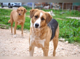 Rica - vertraut, gewartet, üblebt - jetzt fehlt nur noch eine Familie