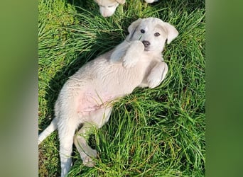 Bruno - kleine Grinsebacke