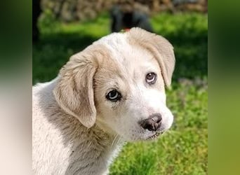 Bruno - kleine Grinsebacke