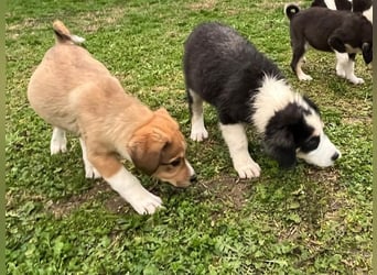 Athena - verspielt, fröhlich und liebenswert