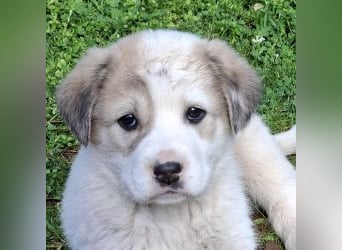 Bruno - kleine Grinsebacke