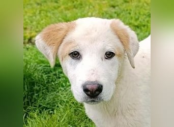 Billy - sanfter Bub auf der Suche nach dem Glück