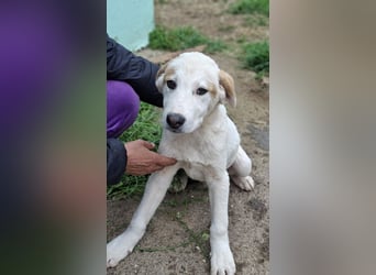 Billy - sanfter Bub auf der Suche nach dem Glück