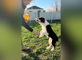 Athena - verspielt, fröhlich und liebenswert