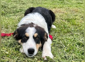 Athena - Traumhundpotential