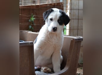 Spotty - wo ist mein neues Zuhause?