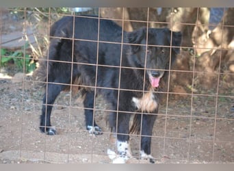 Mania - flauschig, schwarz und einfach klasse!