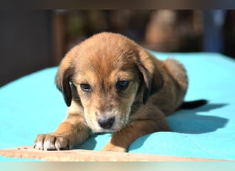 Lacta - von der Straße ins Glück?