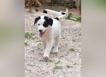 Spotty - wo ist mein neues Zuhause?