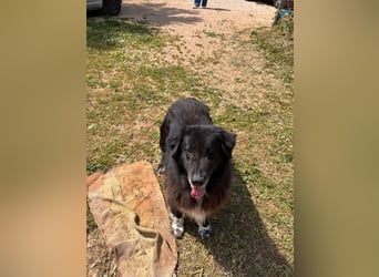 Mania - flauschig, schwarz und einfach klasse!