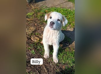 Billy - sanfter Bub auf der Suche nach dem Glück